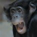 Bonobo 060310_3_1